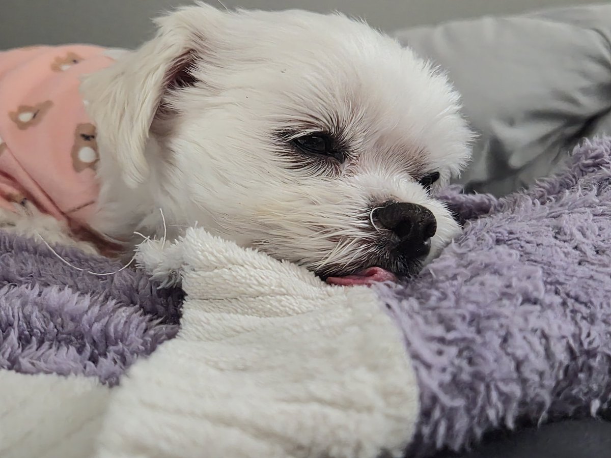 𝑫𝑶𝑳𝑳𝑪𝑬 🪞🎀 tweet media