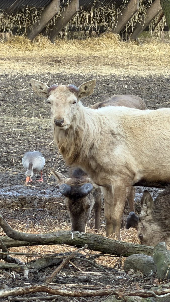HashanNazmul's tweet photo. Meet Louis—the white stag with a calm and gentle nature.
He stands quietly among the others, peaceful and observant. There’s something special in the way he looks around—curious, steady, and completely relaxed. 🦌❤️😍
#WhiteStag #StagLife
#naturelover #AnimalsLoversUnite https://t.co/yfLPACoQmc