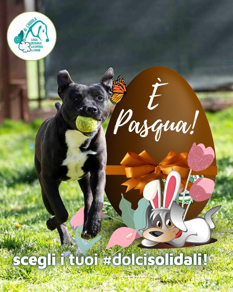 cuccefelici's tweet image. 🐣 La #Pasqua si avvicina! Aiuta i #randagi con i #dolcisolidali 🪺
🐇 Puoi sostenere gli animali in difficoltà scegliendo le dolcezze artigianali che abbiamo preparato. Scopri come riceverle: bit.ly/Pasqua2026LNDC… 🐰📣 #LAquila #canile #Abruzzo #LegadelCane #LNDC
