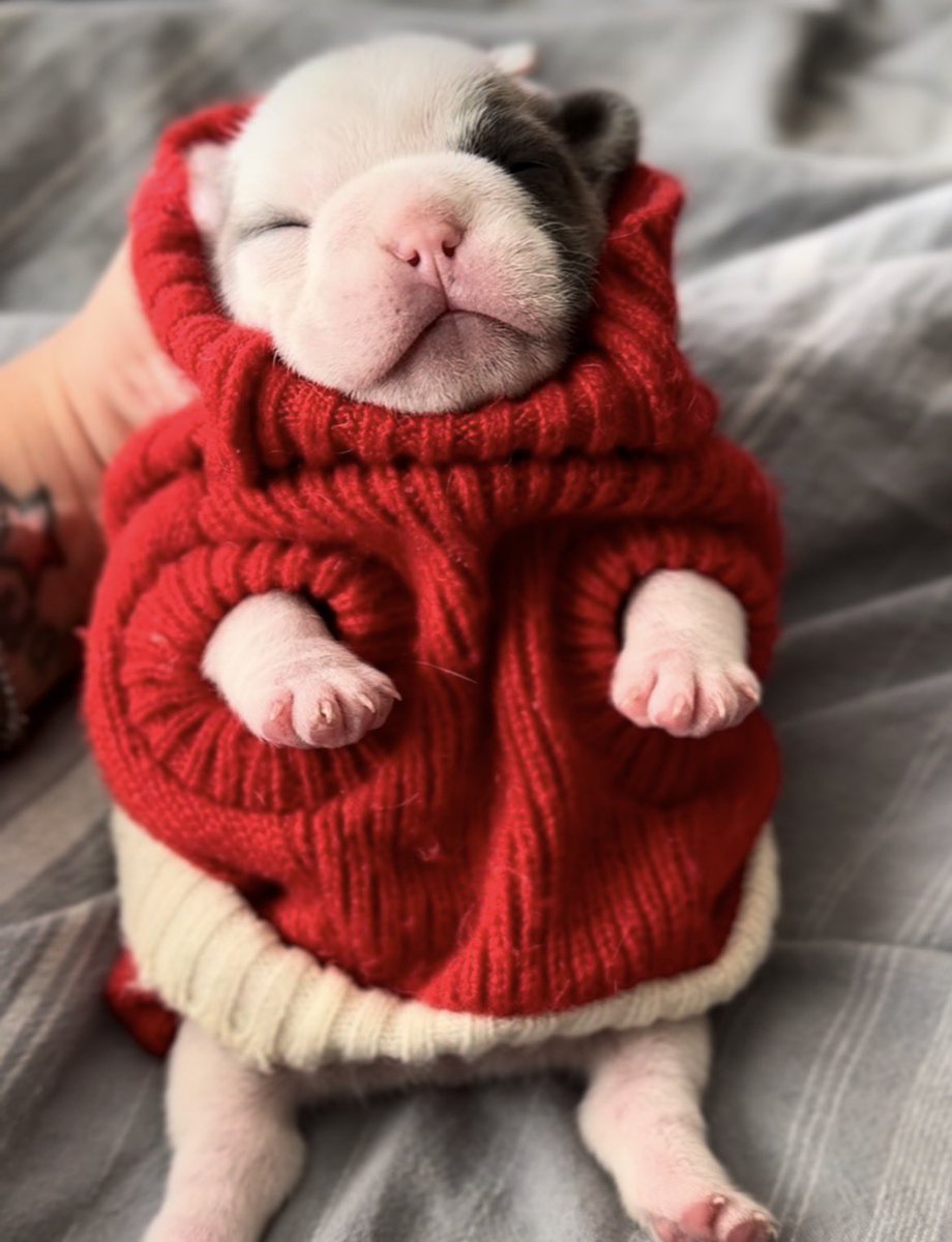 Daily Pibble tweet media