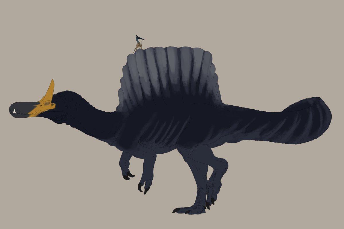DocJayArts24's tweet photo. i cant believe i havent drawn unicorn Spino yet. i feel ashame, so to make up for it here is spinosaurus mirabilis enjoy https://t.co/mwVvdEhMct