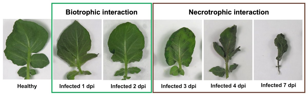 PhytoFrontiers® tweet media