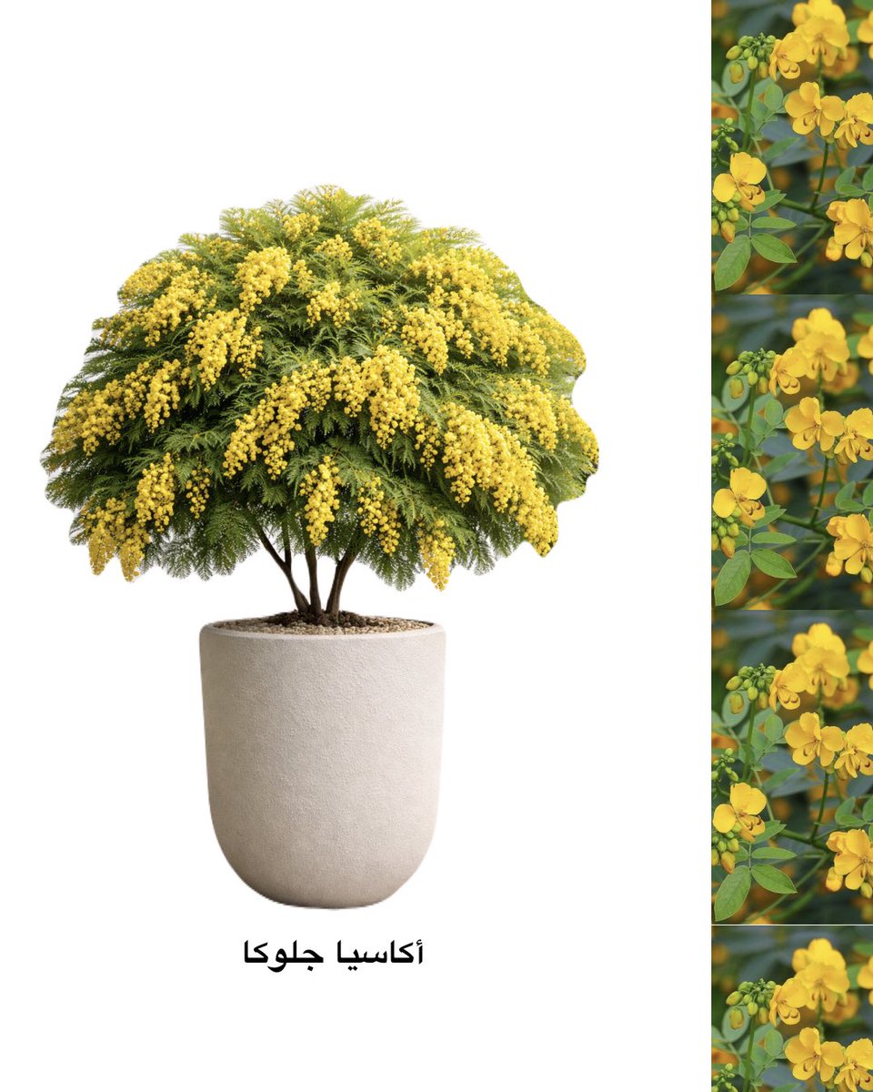 أدوات الحديقة tweet media