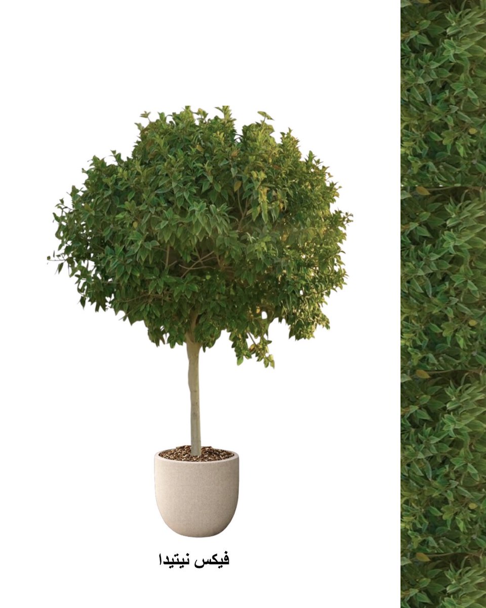 أدوات الحديقة tweet media