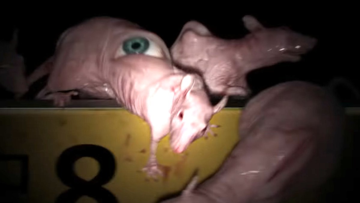 Bloody Disgusting tweet media