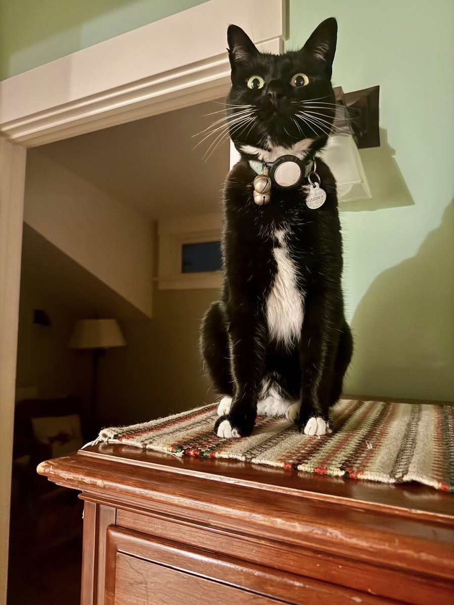 Harriet the Spy tweet media