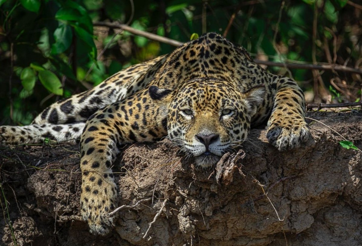 A very relaxed Jaguar photographed in the Pantanal, Mato Grosso, Brazil. Credit to Christie &amp; Franck Dziubak Nature Photographe.