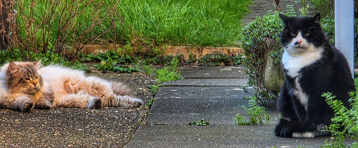 Mark 🐈‍⬛... tweet media