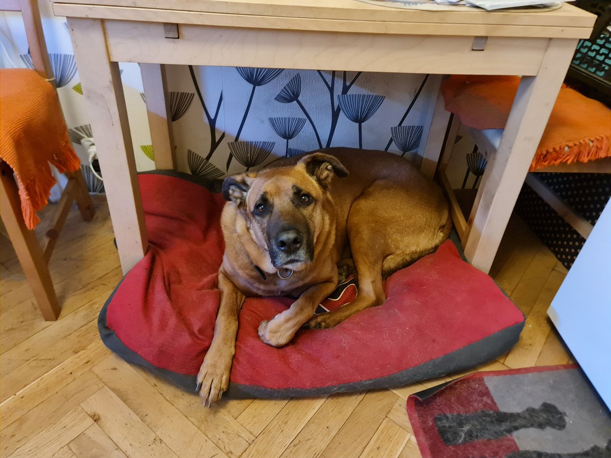 Tak chlape, hezky budes chrnet ve sve boude a ja se jdu bavit na schuzi SVJ ;)) bych ho vzala sebou, protoze to mame v hospode a Emil pivo rad, jenze on se rychle nudi a pak huci jak operna pevkyne na celou hospodu. A ze ma mocne plice a silny hlas! Tak mas smulu, Emilku ;)