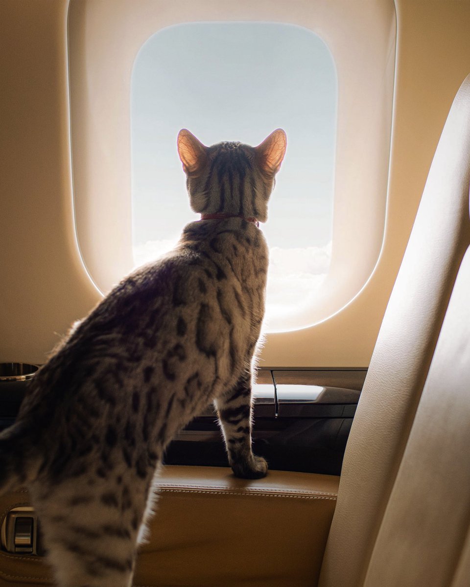 Flypeejay tweet media