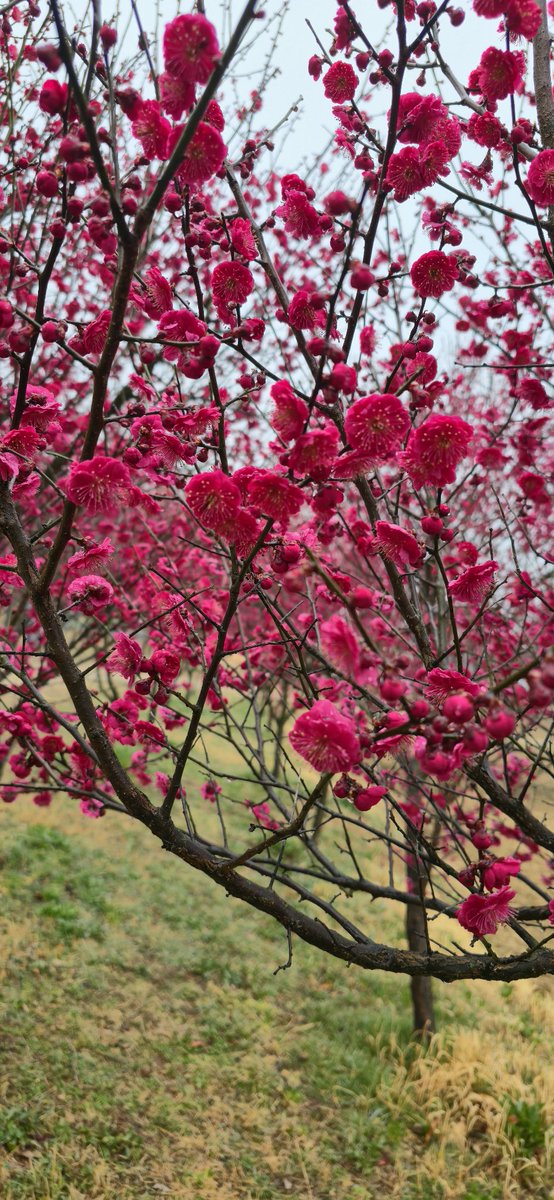 drrama2012's tweet photo. Plum Blossoms: Symbol of Hope and Perseverance https://t.co/dubuffiw8M