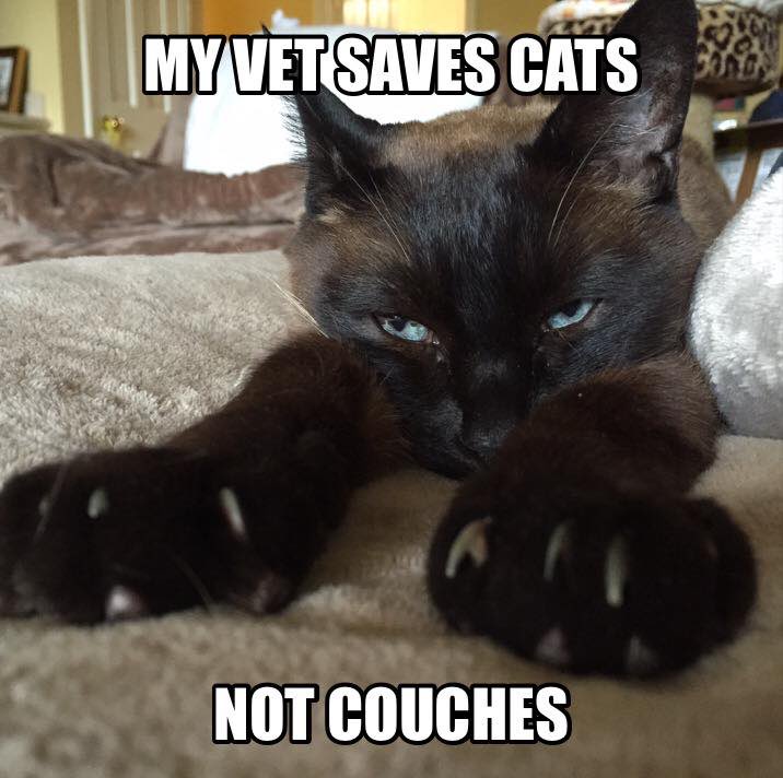 Cassandra🐾Wants🐾Claws tweet media