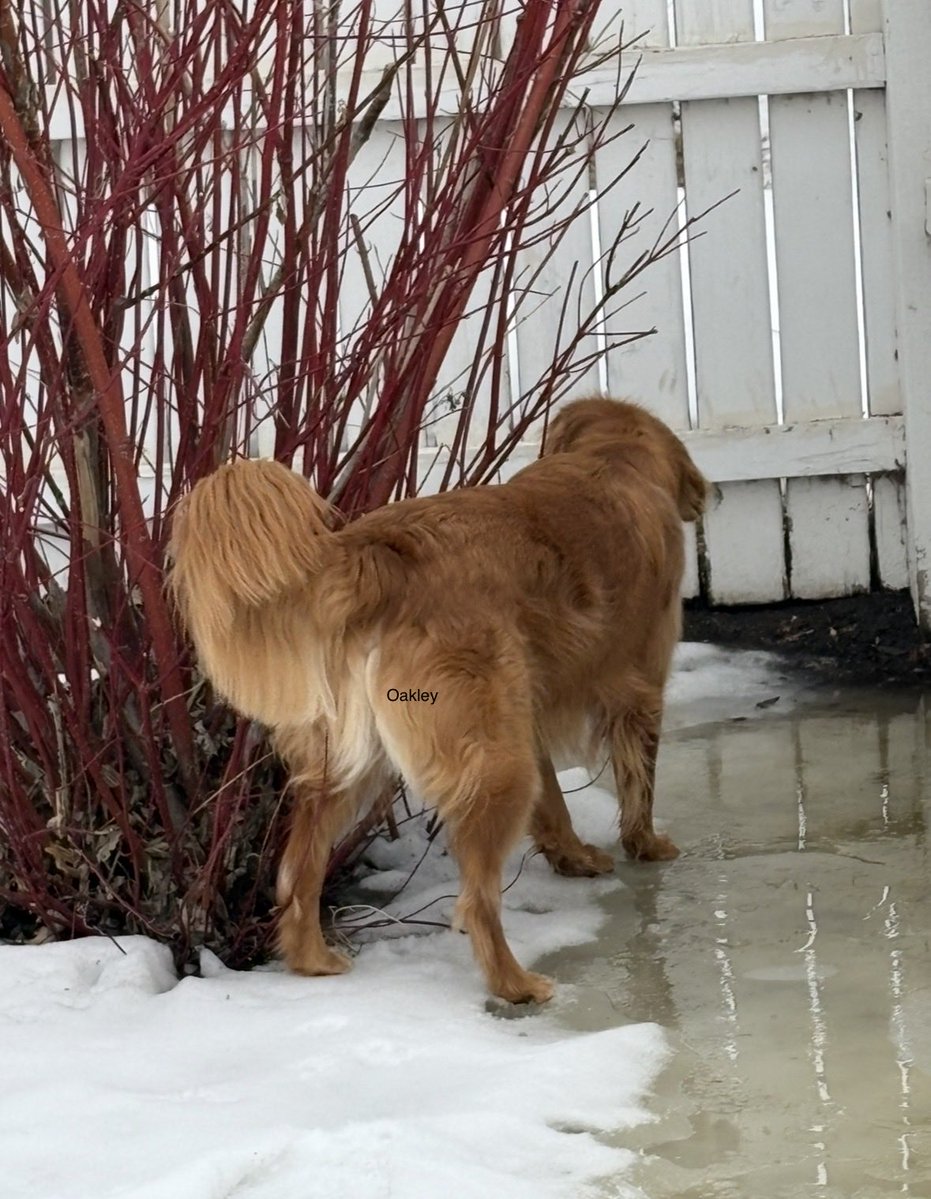 Oakley 🇨🇦 tweet media