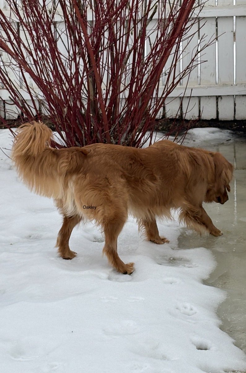 Oakley 🇨🇦 tweet media