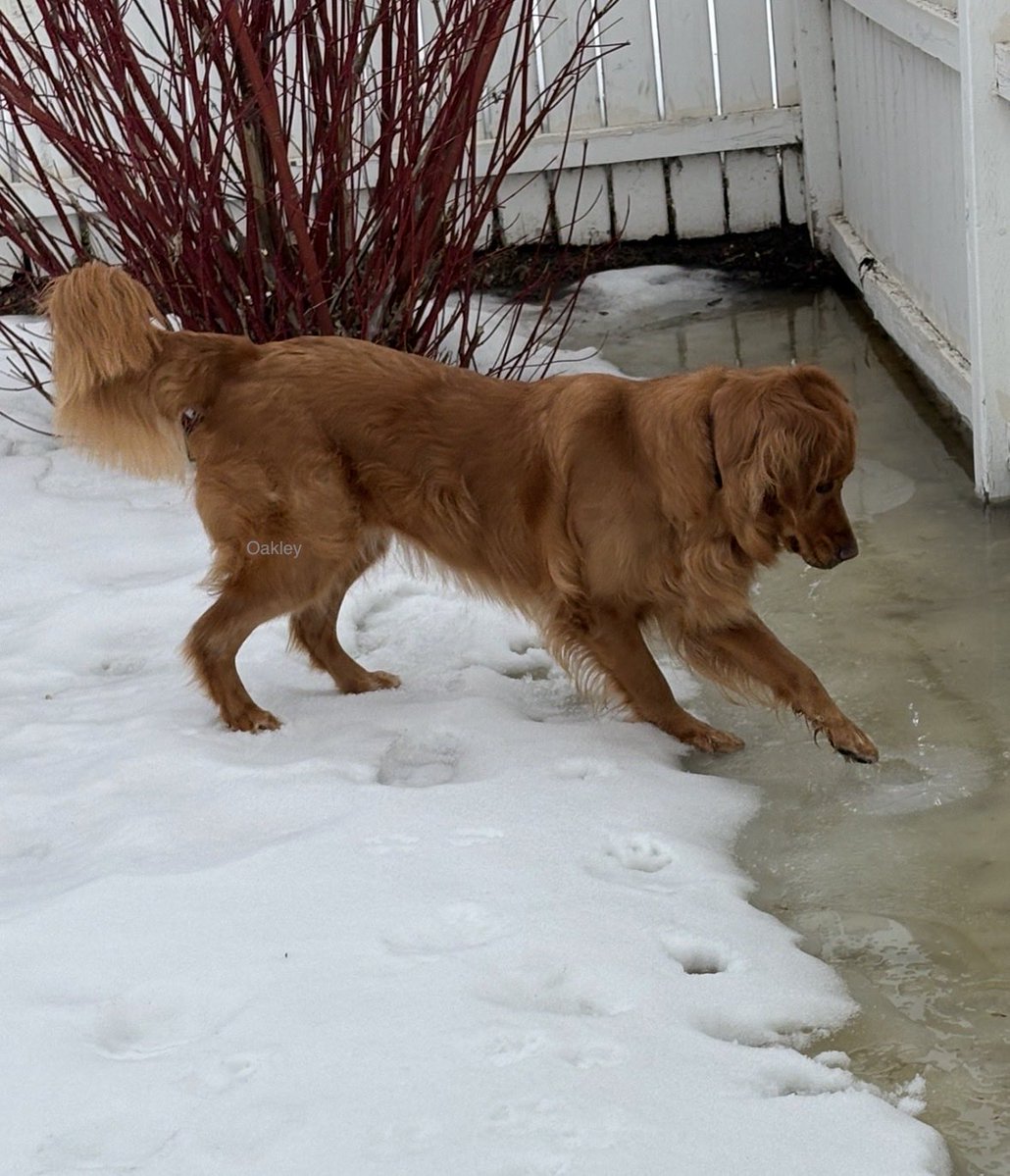 Oakley 🇨🇦 tweet media