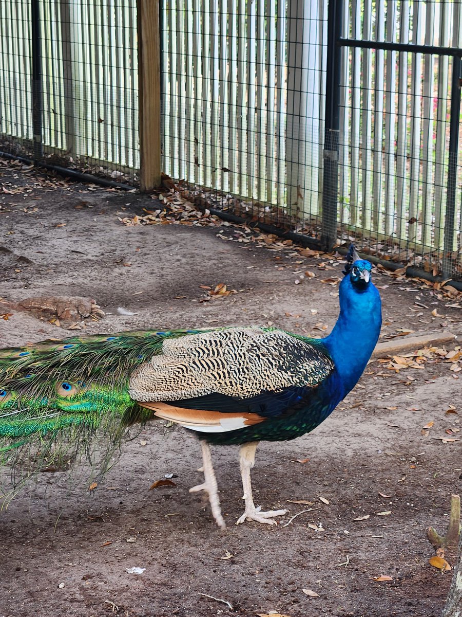 The Joyful Wife 🌷🐰 tweet media