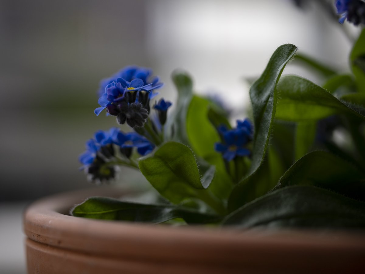 hideonakane's tweet photo. No
War
20260318
#NoWar
#forgetmenot
#ちいさなくに
#intenyears https://t.co/B29DQHsbEF