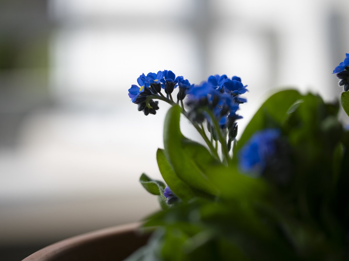 hideonakane's tweet photo. No
War
20260318
#NoWar
#forgetmenot
#ちいさなくに
#intenyears https://t.co/B29DQHsbEF