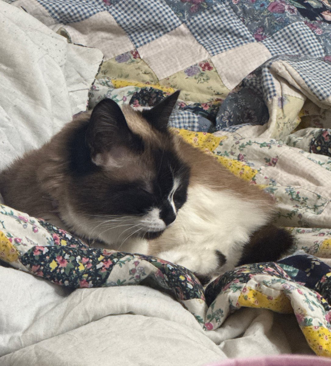 לִילִית tweet media