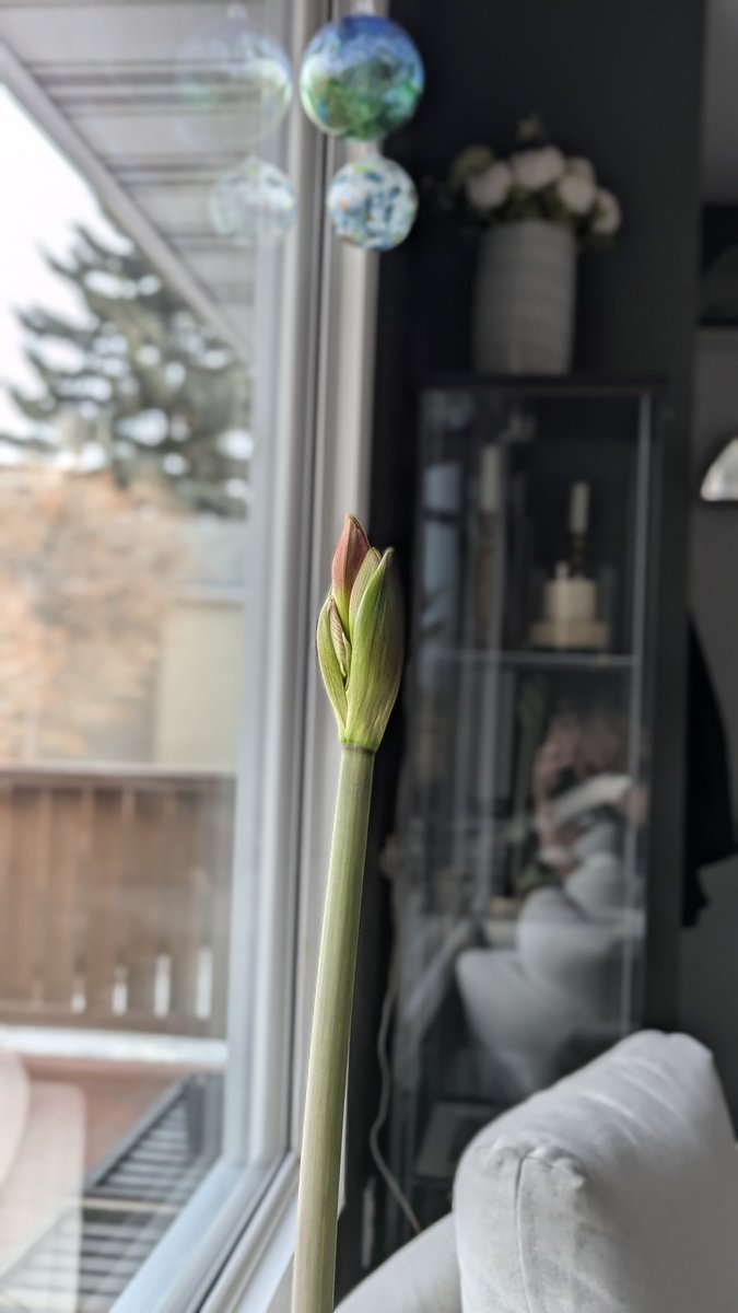 MimiTrixie's tweet photo. My Amaryllis is blooming again.
#OneGoodThing https://t.co/HkC1LyoiCl