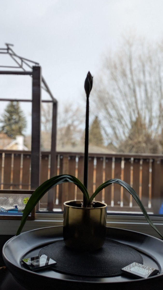 MimiTrixie's tweet photo. My Amaryllis is blooming again.
#OneGoodThing https://t.co/HkC1LyoiCl