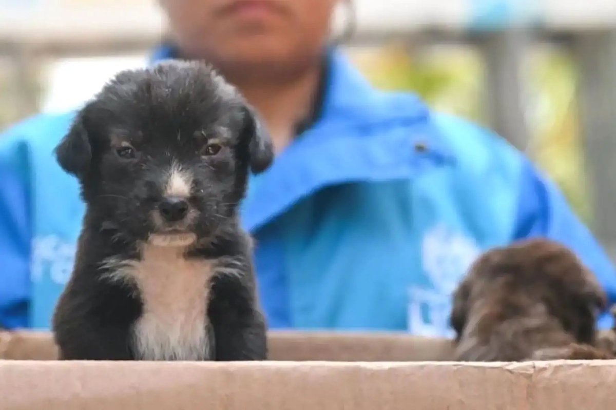 ⚖️Abandonar o maltratar a un animal doméstico en Perú puede implicar una pena de hasta 3 años de prisión. La Ley N° 30407 protege a los animales y promueve su bienestar.👉ow.ly/2TOz50YvWO5