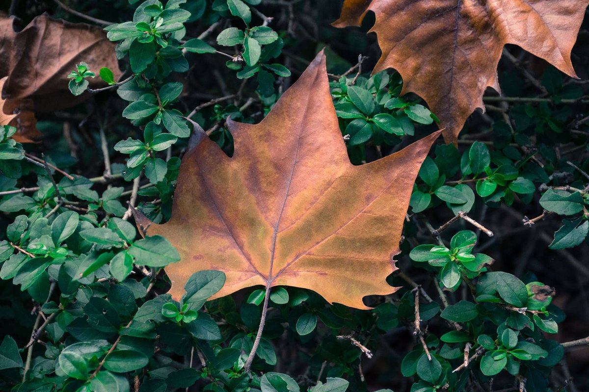 Angélique  Bailleul tweet media