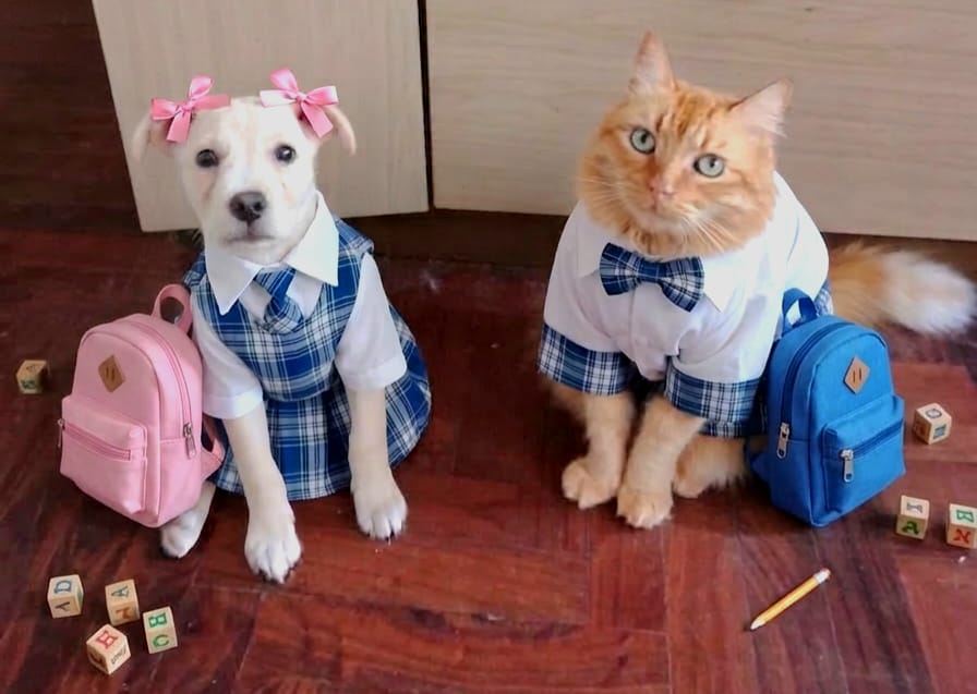HallePetsShop's tweet photo. De Vuelta al Cole 
#educacioncanina #educaciongatuna #devueltaaclases #regresoaclases #regresoalcolegio https://t.co/JYMAbYV40E