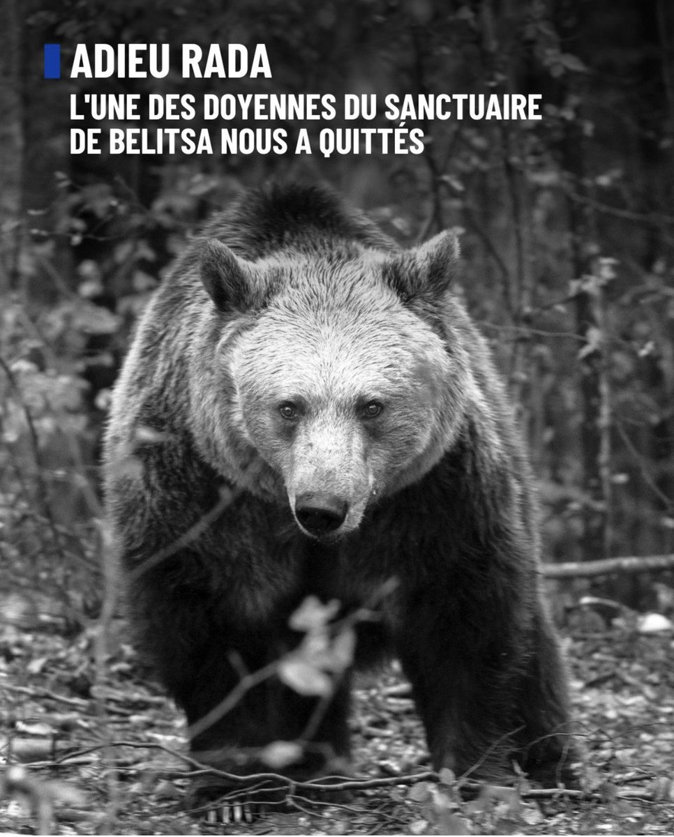 Fleur Arnaud 🇫🇷 tweet media