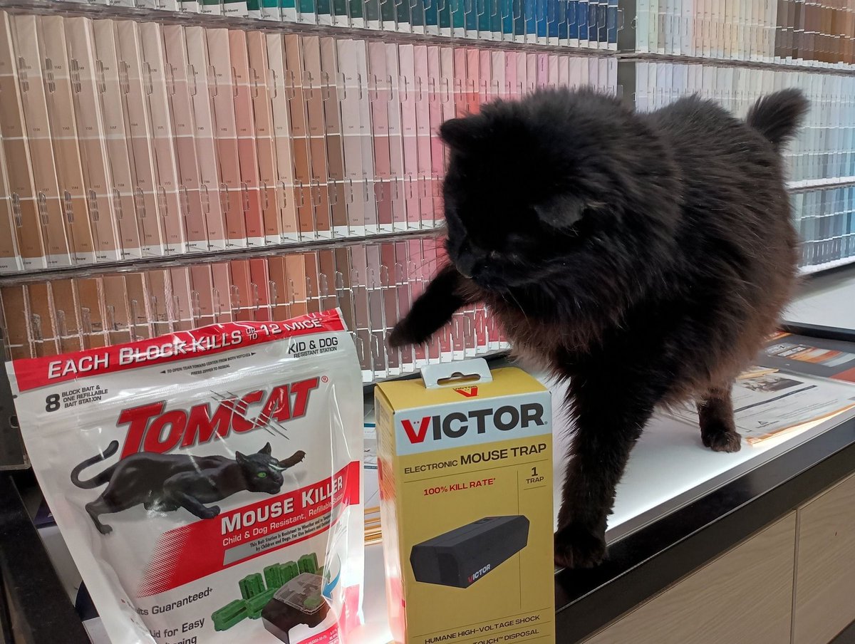 cats with jobs 🛠 tweet media