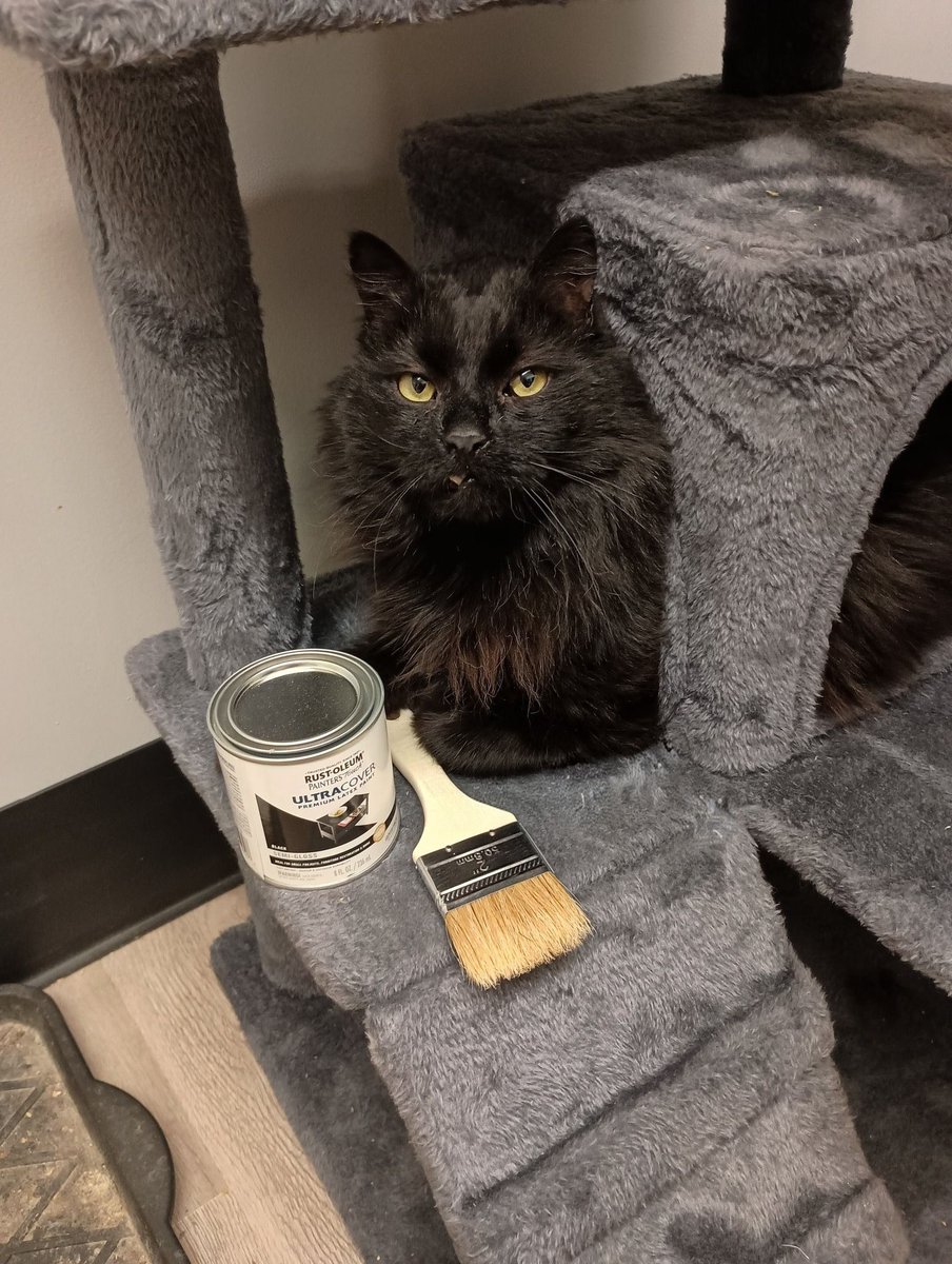 cats with jobs 🛠 tweet media