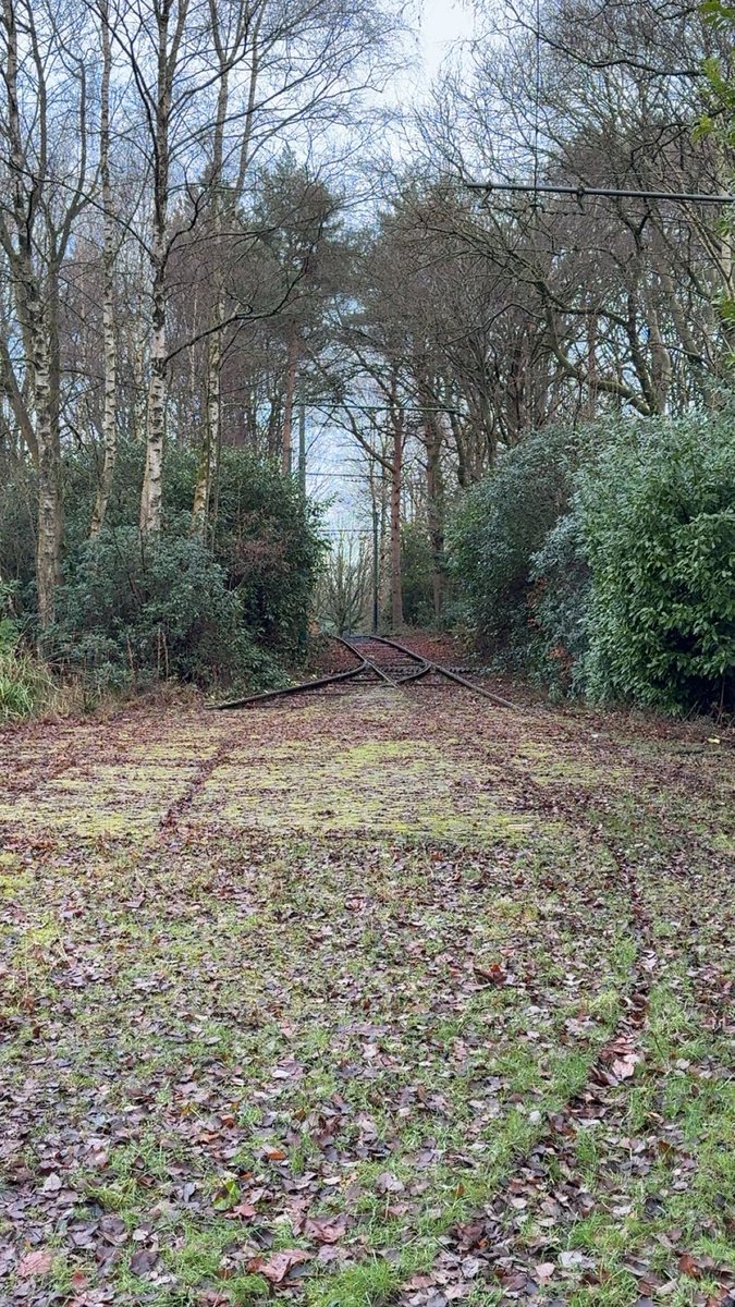 Saf サフ ¹ tweet media