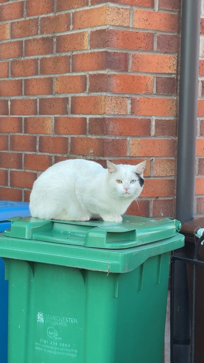 Saf サフ ¹ tweet media