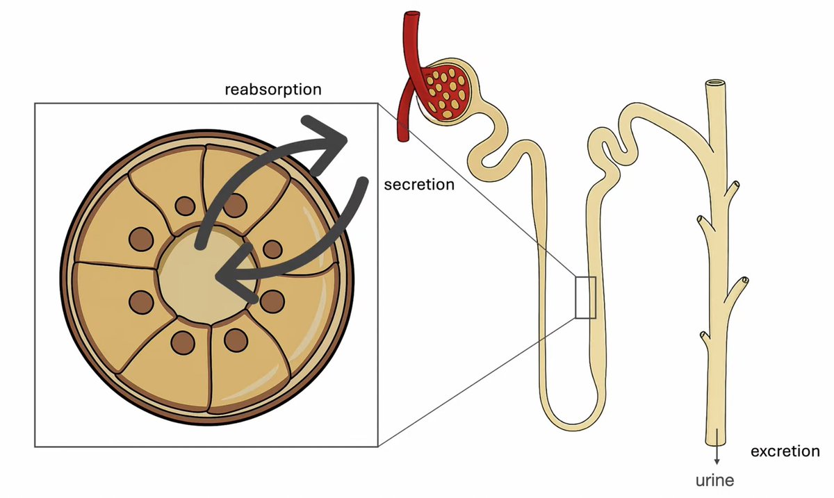 ▶️ youtu.be/xSdJlCPBL2E

Learn how kidneys maintain balance through:
💧 Filtration
🔁 Reabsorption
⬆️ Secretion
🚽 Excretion

Plus endocrine roles:
🩸 EPO
☀️ Vitamin D activation
🫀 Renin

🔬 Immersive learning <a href="/www/">WWW</a>.abckidney.com

#NephX #RenalPhysiology #MedEd #FOAMed #USMLE