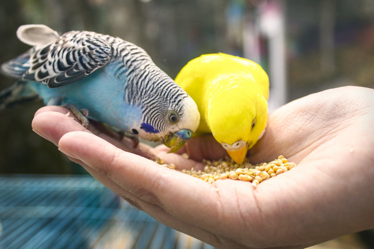Northern Parrots tweet media