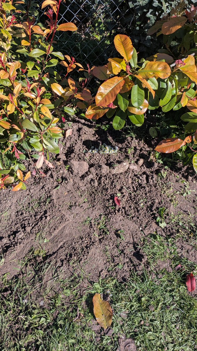 Céleste🌸 tweet media