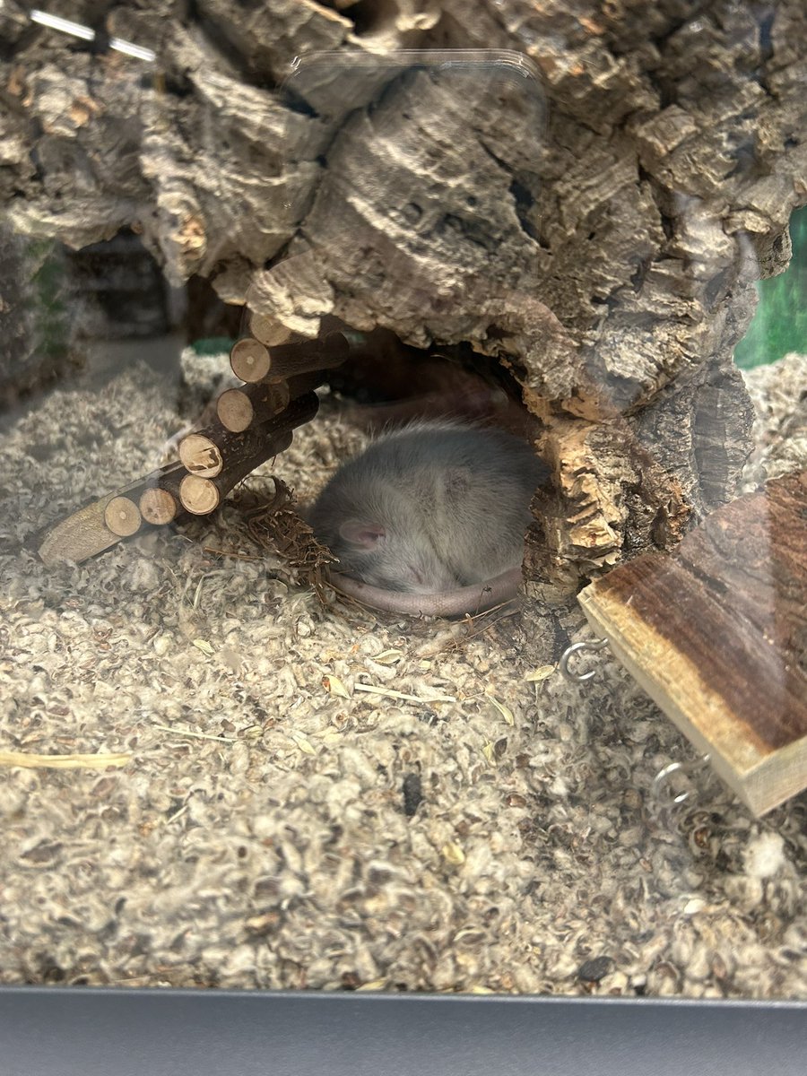 HemomalVT - REDEBUT SOON‼️ tweet media