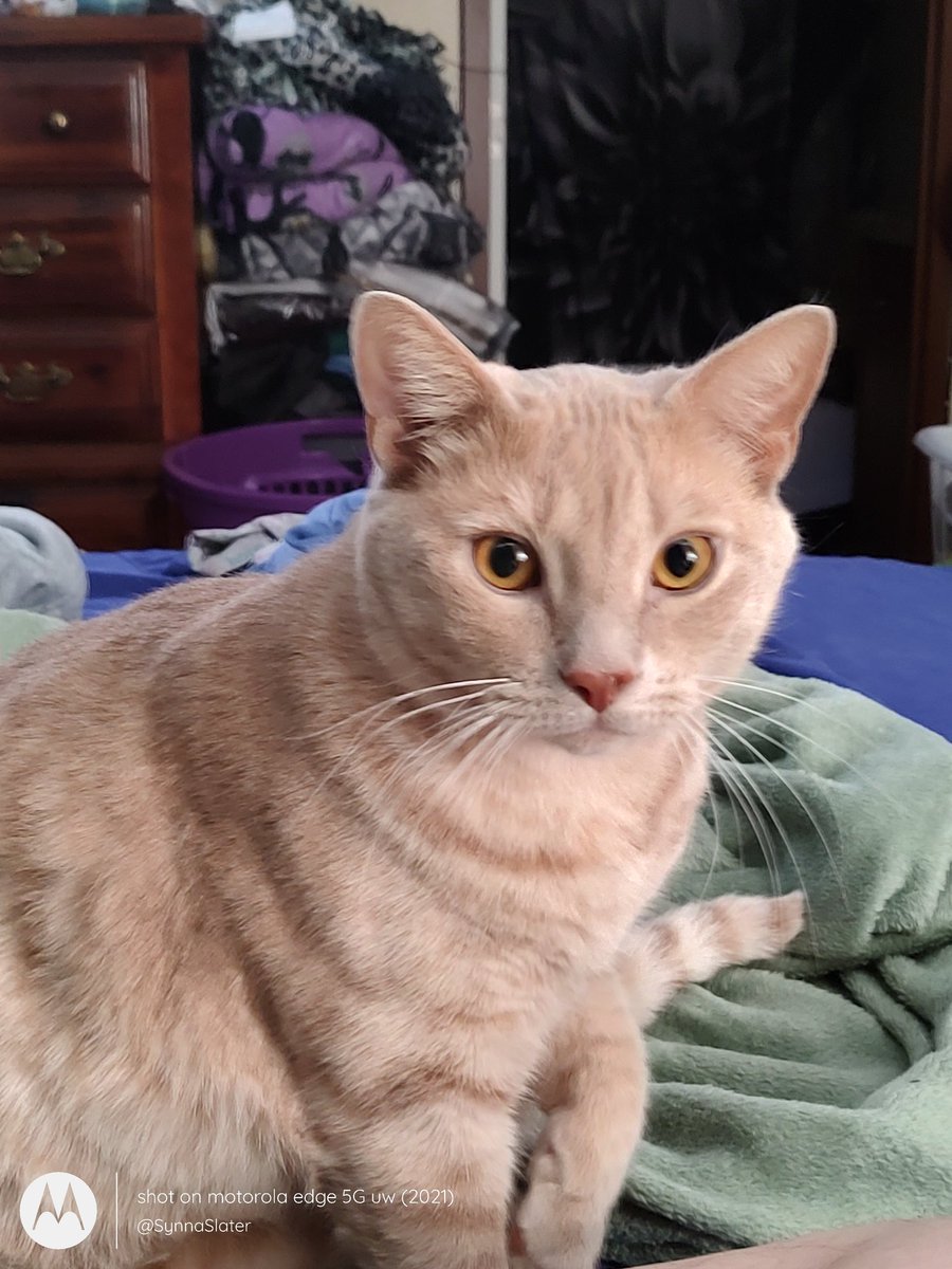 Synyster🐾🐾🐾 tweet media