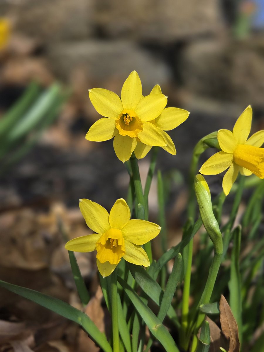 Melissa A. McLaughlin tweet media