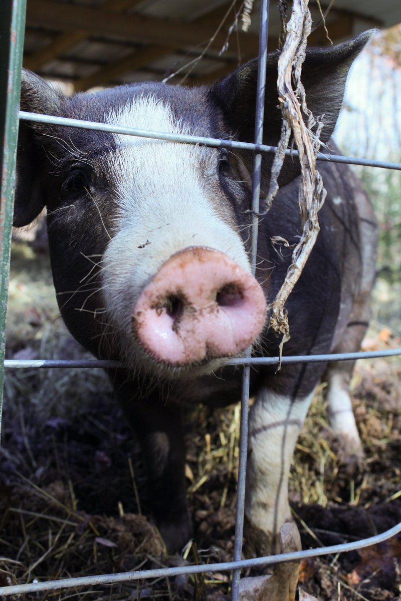 Second Harvest Food Bank of East TN tweet media
