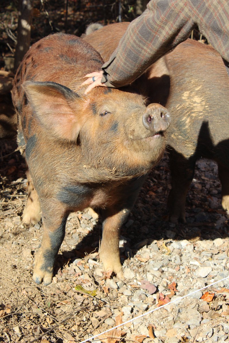 Second Harvest Food Bank of East TN tweet media