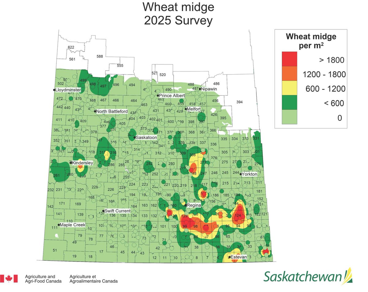 Sask Wheat tweet media