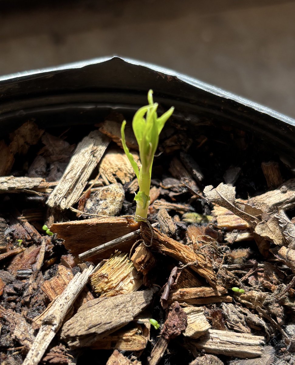 Jason Snyder tweet media