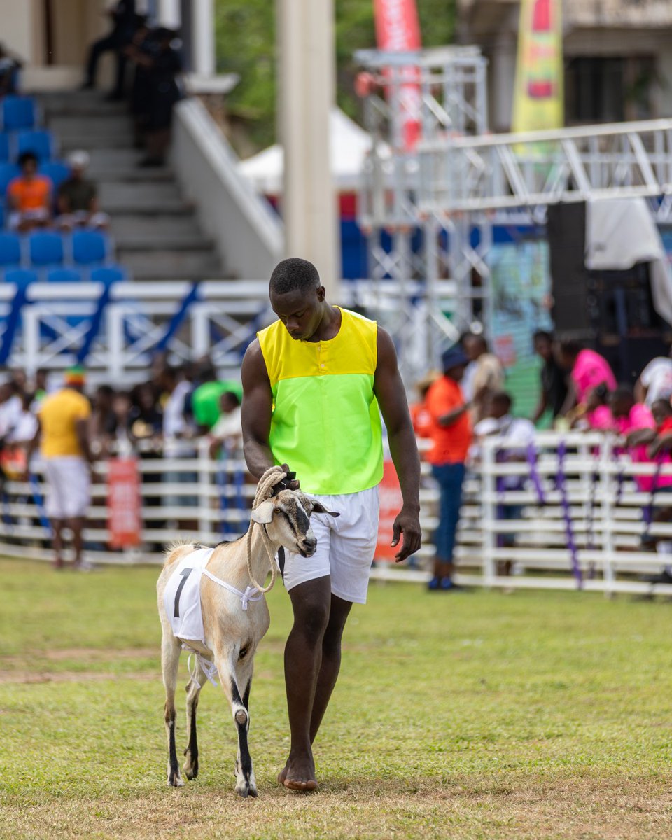 visit_tobago's tweet photo. It’s almost time for the Buccoo Goat & Crab Race Festival 🐐🦀
On April 7, witness Tobago’s Easter tradition as racing goats and their jockeys take the starting line in Buccoo. A truly unique cultural spectacle you won’t want to miss.
#TobagoBeyond | #101ReasonsTobago https://t.co/uTf8xr3k9u
