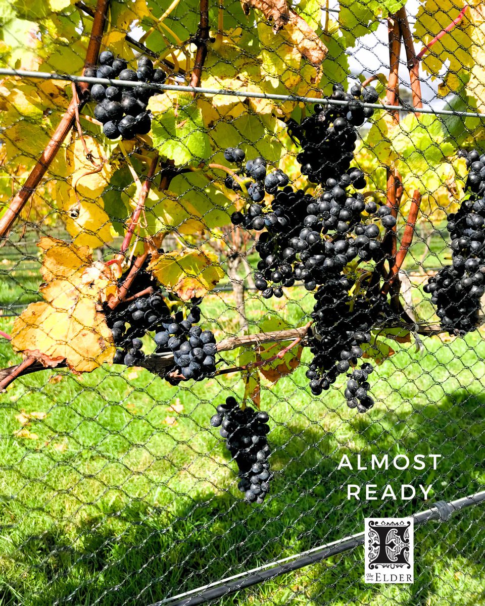 The Elder Pinot tweet media