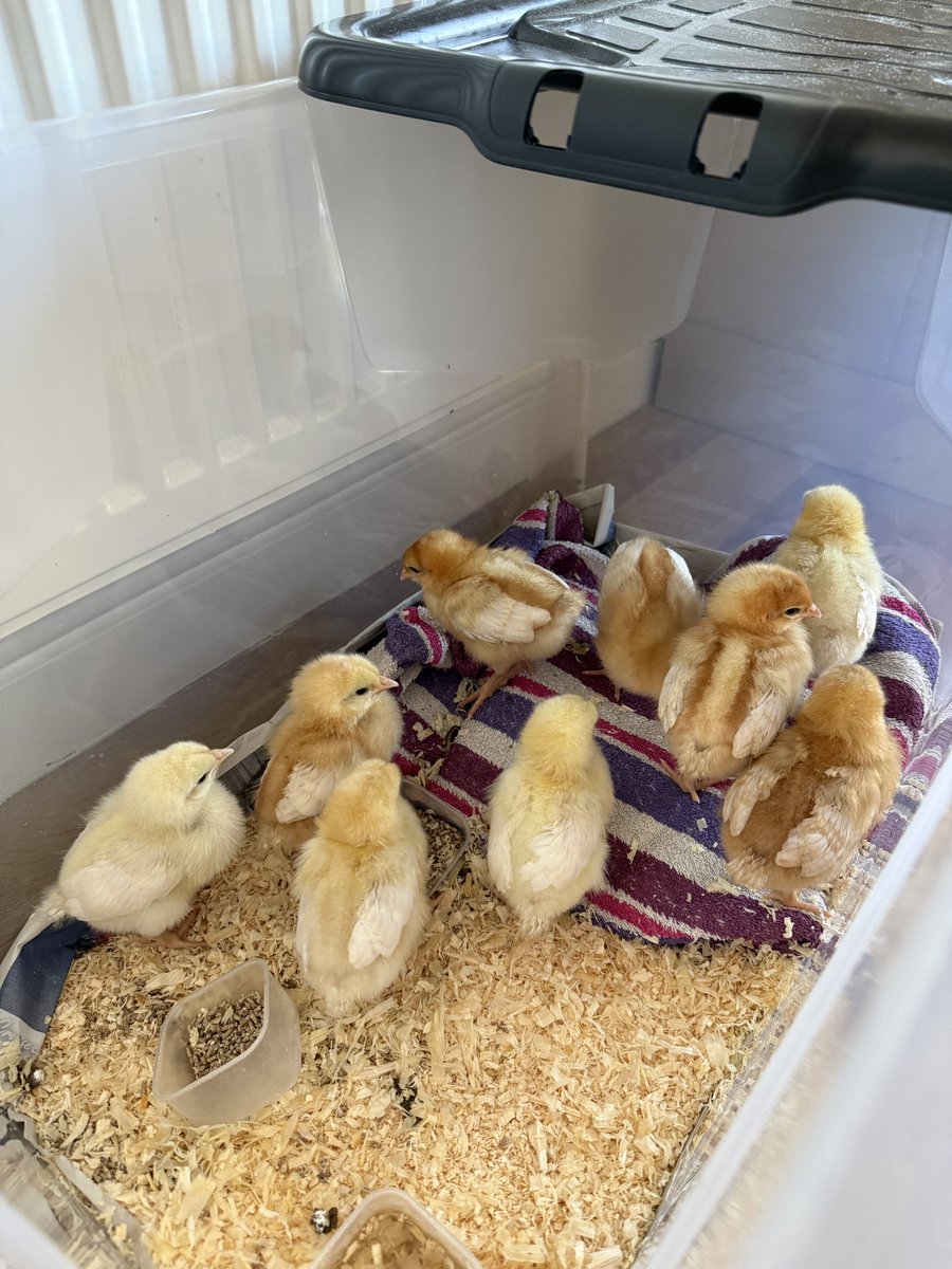 Sam Hosier tweet media