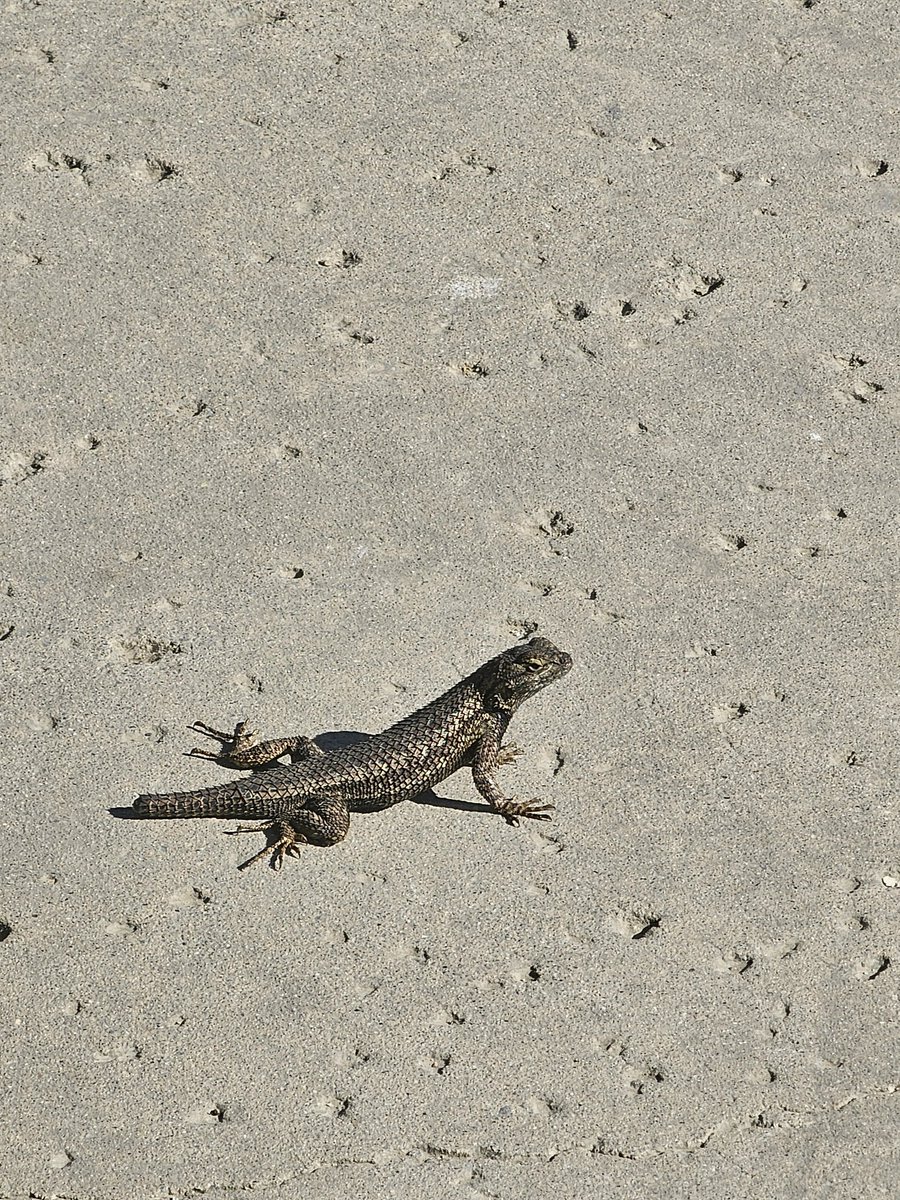 VisorGamer tweet media