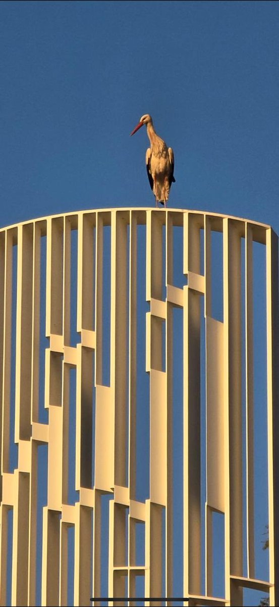 Nora Joumblatt tweet media