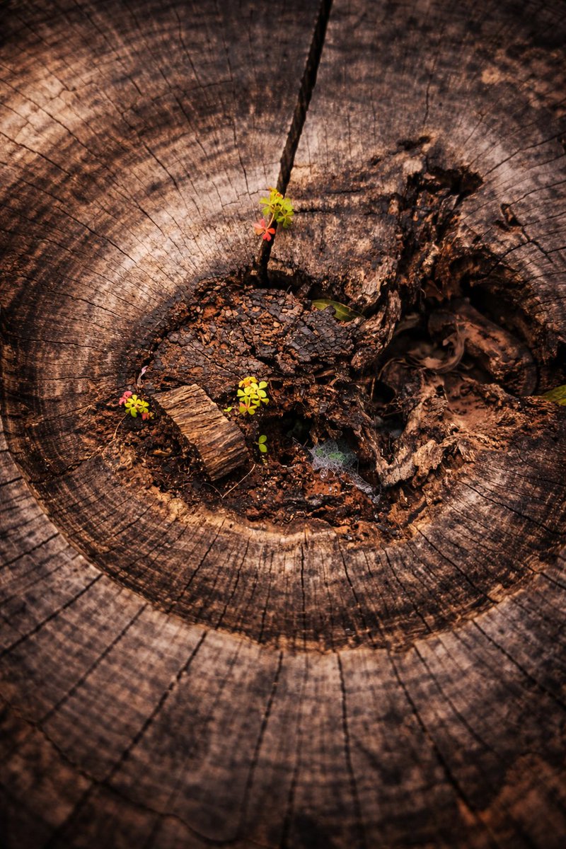 yanivt77 tweet media