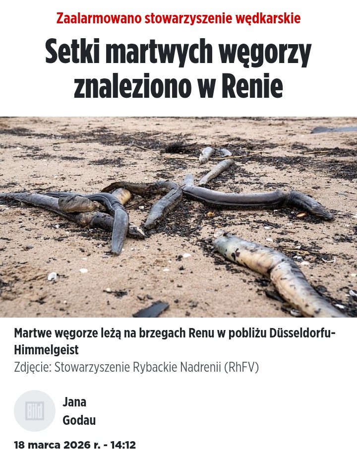 Pan Cogito tweet media